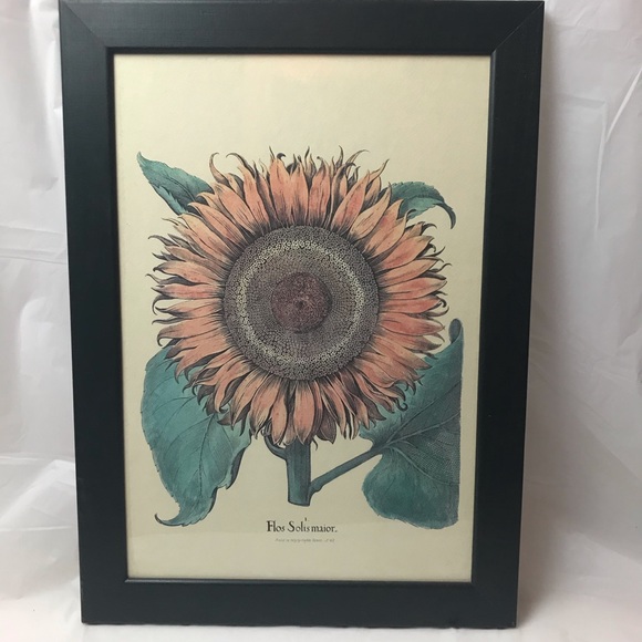Flos Solis Maior Framed Sunflower Framed Print